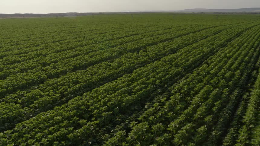 Endless rows of lush green crops stretch to distant mountians on the horizon