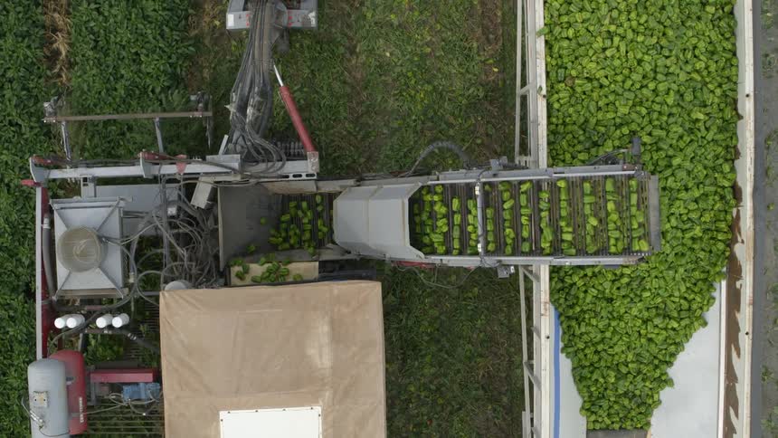 Top down view of a conveyor moving freshly picked produce from a harvesting wagon into an open top trailer