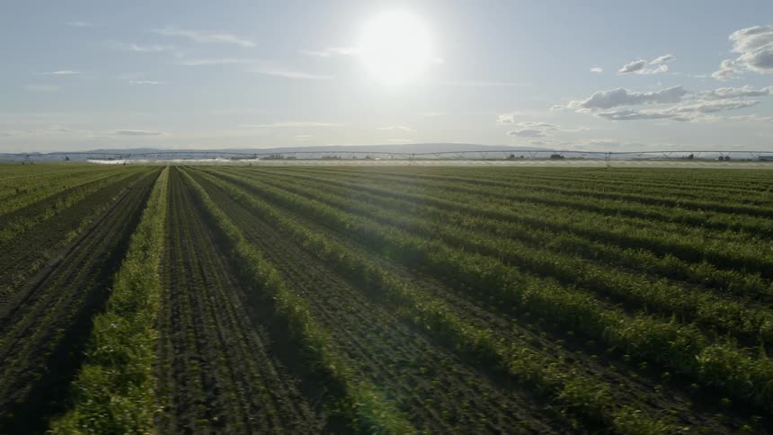Traverse across rows of young pepper plants growing under warm sunshine