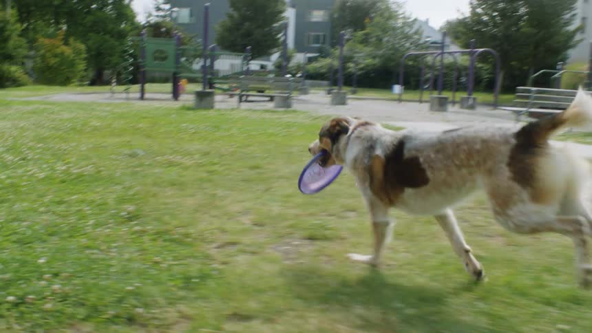 A dog is running on a playground during the spring