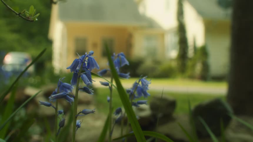 Blue flowers and blade like leaves sway in the breeze with house and parked car in the background