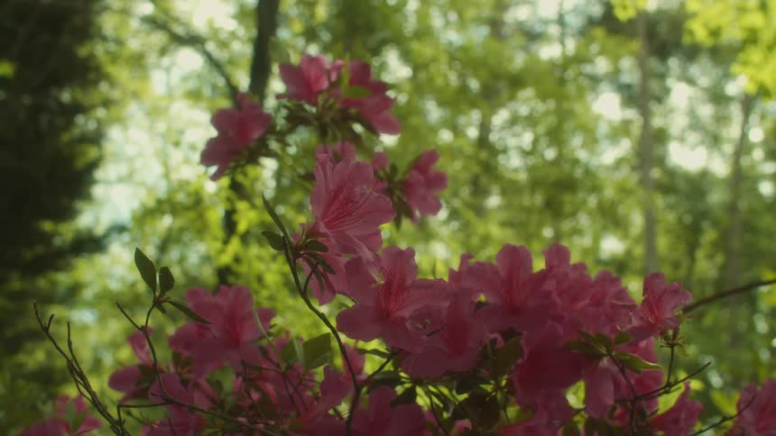 A view of plants and flowers outdoors