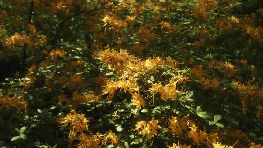 Shadows and light shift over flowering plant