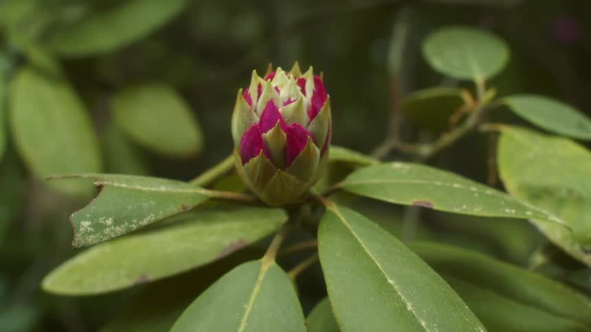 Flowering plant branches sway back and forth in the wind