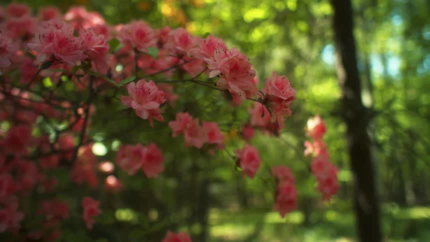 A view of flowers out in a forest