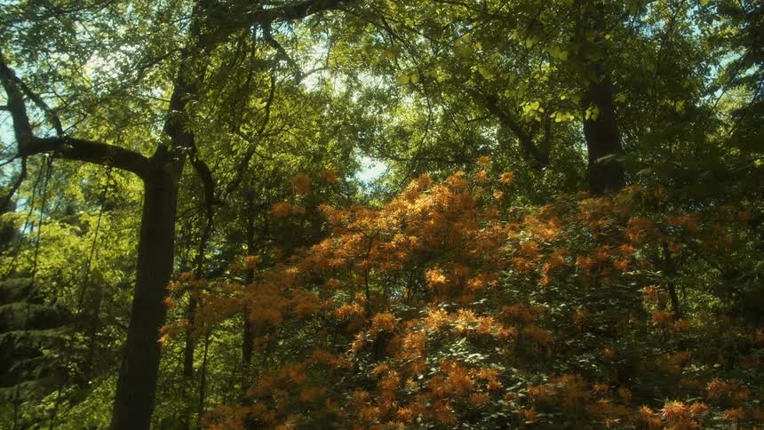 A view of trees and flowers in a forest