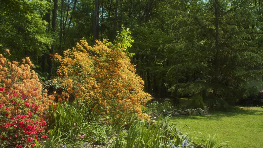 A view of plants outdoors