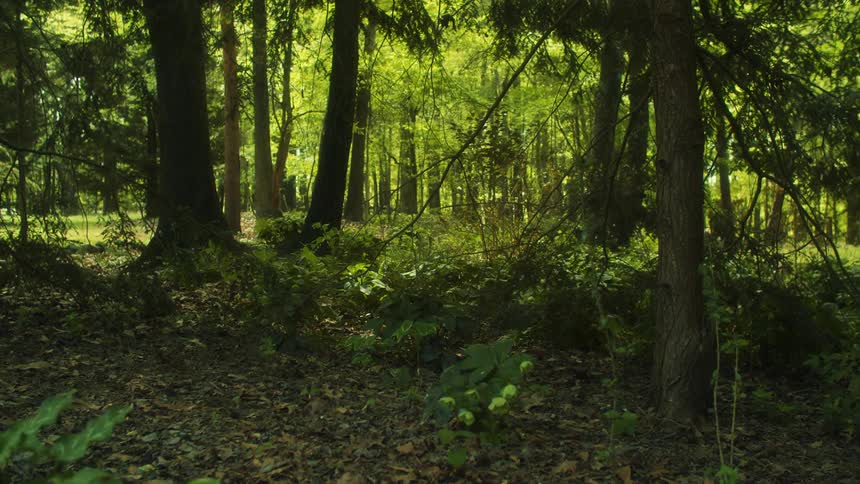 The sun is shining down on the forest landscape