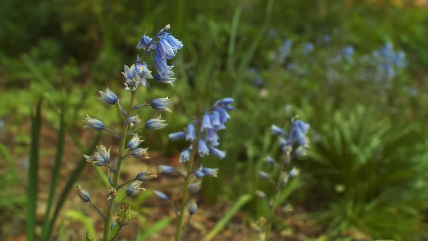 Blue flowers move in the breeze with tall grass and plants