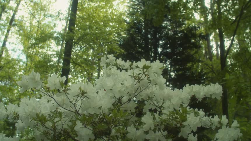 Flowering bush and nearby trees sway inthe breeze on a sunny day