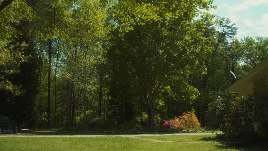 The sun shines on trees in the woods behind a house with rose bushes along the side