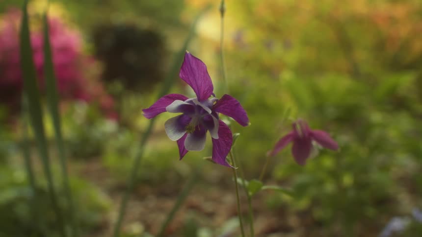 A purple flower blows in the wind