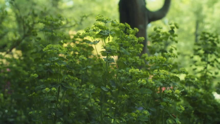A view of plants out in a forest