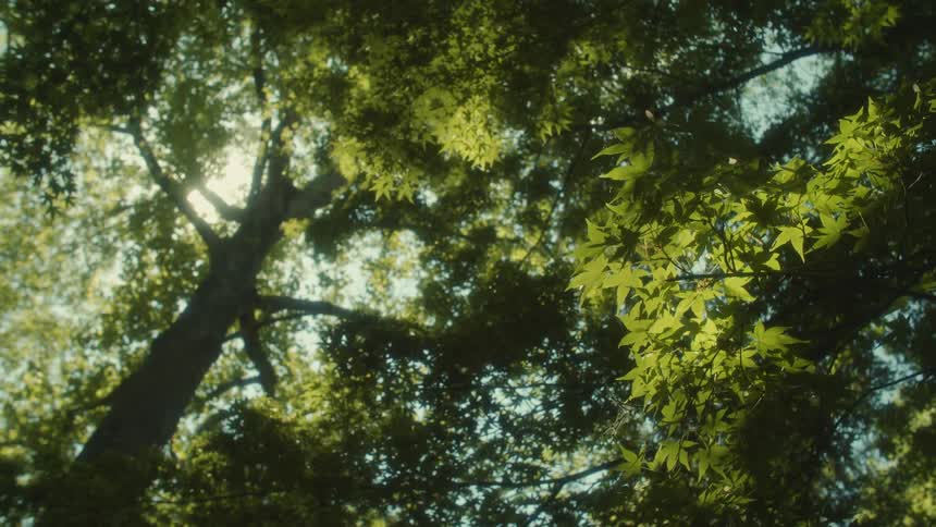 A view of trees in a forest