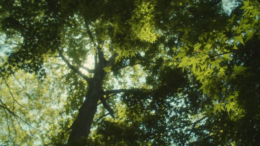 The sun shines though leaves on trees as they move in the breeze