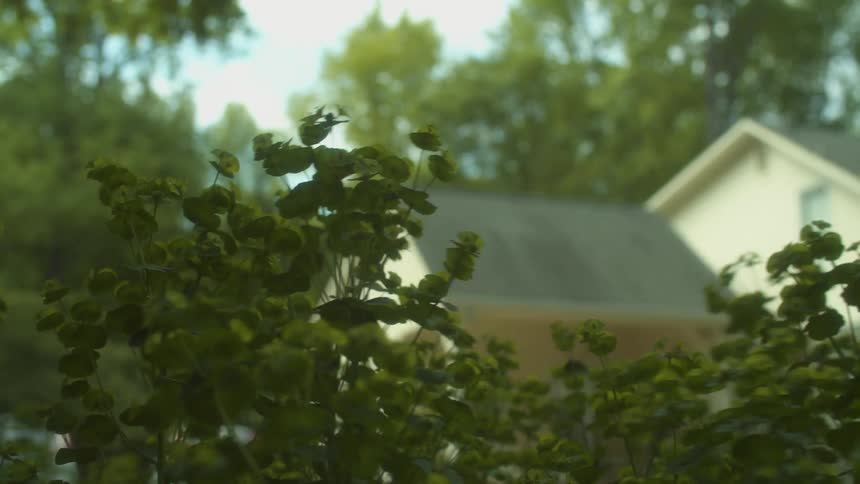 A view of plants in front of a house