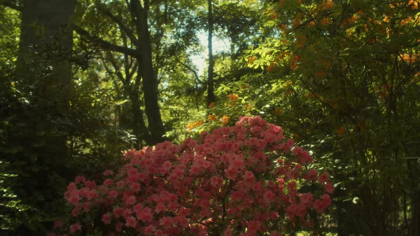 A view of trees and plants outdoors