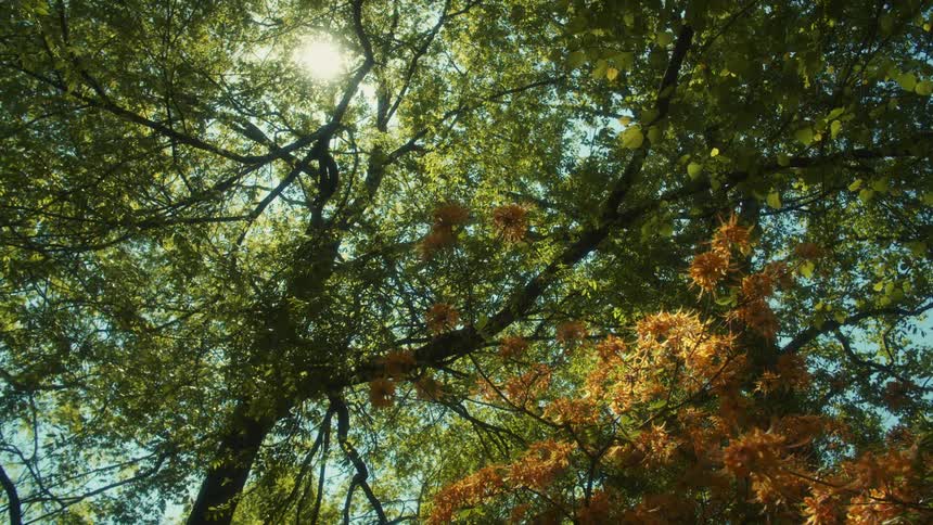 A view of trees in a forest