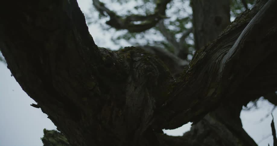 Silhouette of a knot on the branch of a tree under the snow