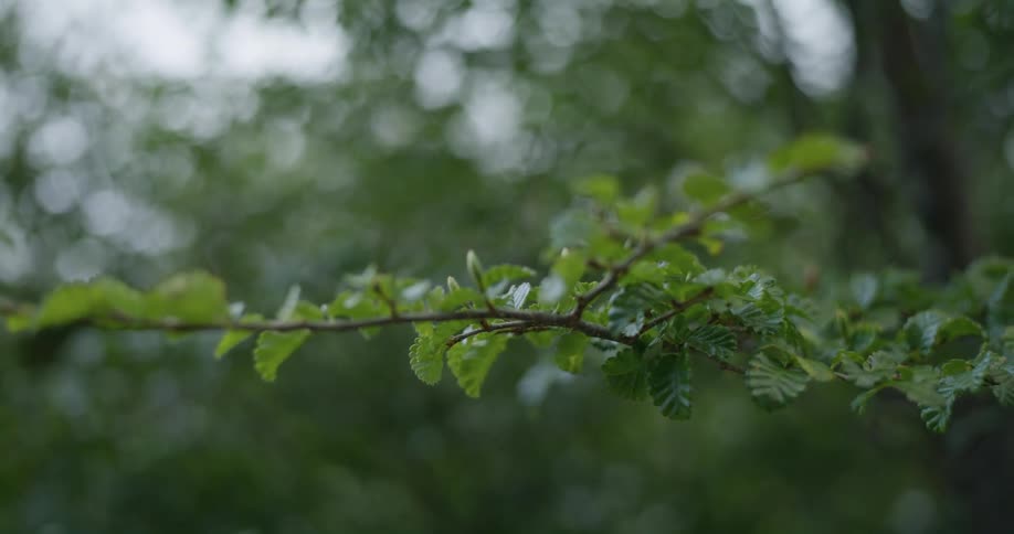 Close up of leaves on a tree branch