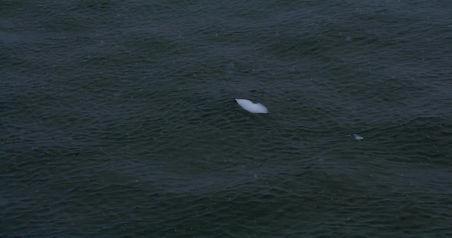 Two white chunks of ice floating on the ocean surface while snow falls