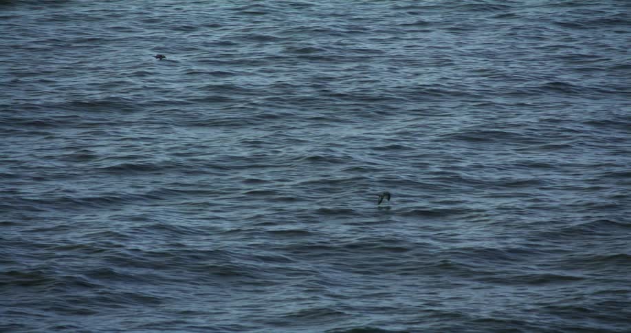 A handful of birds fly just above the ripply surface of the ocean water