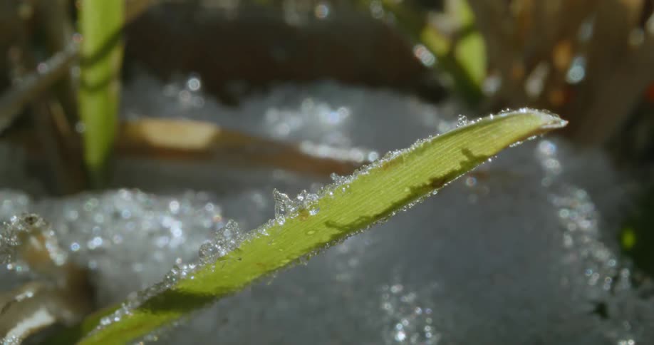 Ice shimmers and shifts as it melts off a green plant in the sunlight