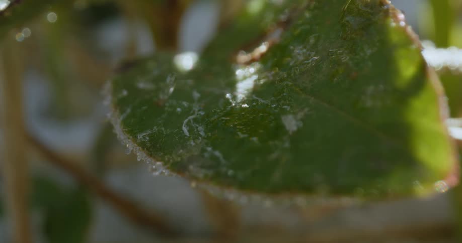 The sun shines upon the edge of a leaf as water drops fall on it
