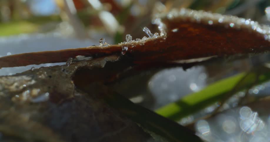 Ice crystals on a plant glisten in the sunlight as they melt