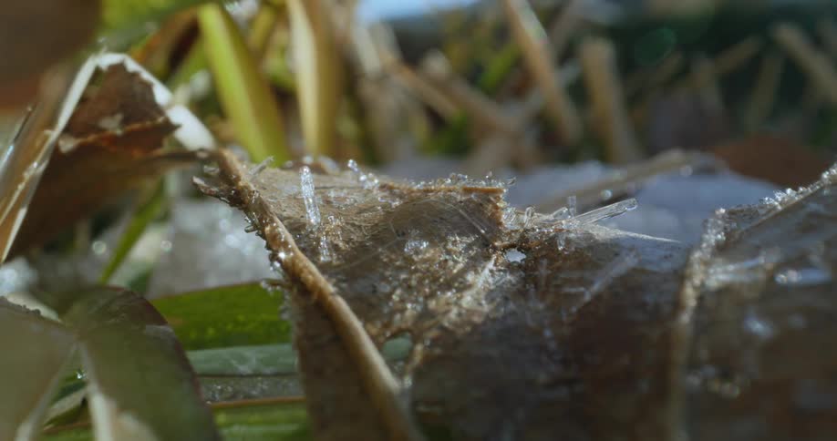 Ice crystals on a plant glisten in the sunlight as they melt