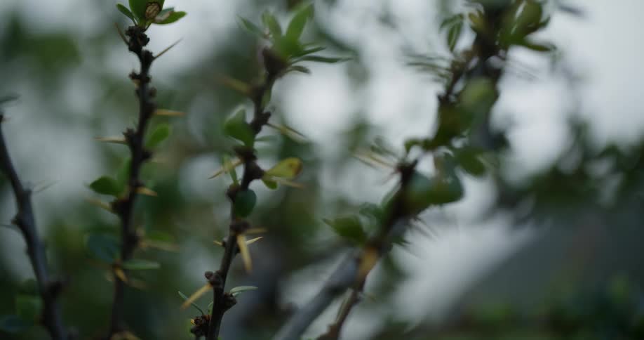 The sun shines on the thorns of a bush