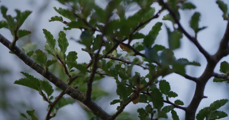 Small leaves on the thin branches of a plant during the day