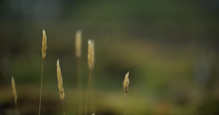 Tall reeds grow in a field