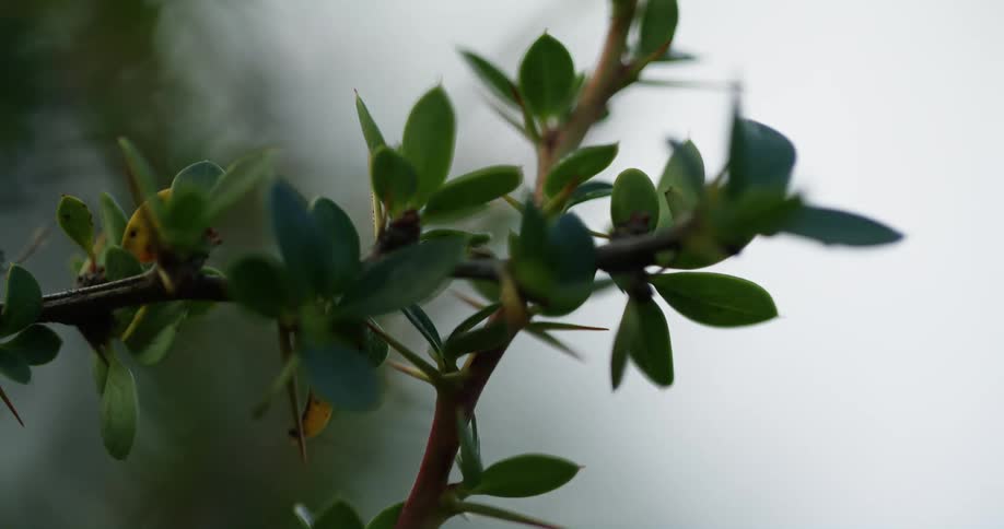 Plants move in the breeze under a cloudy sky