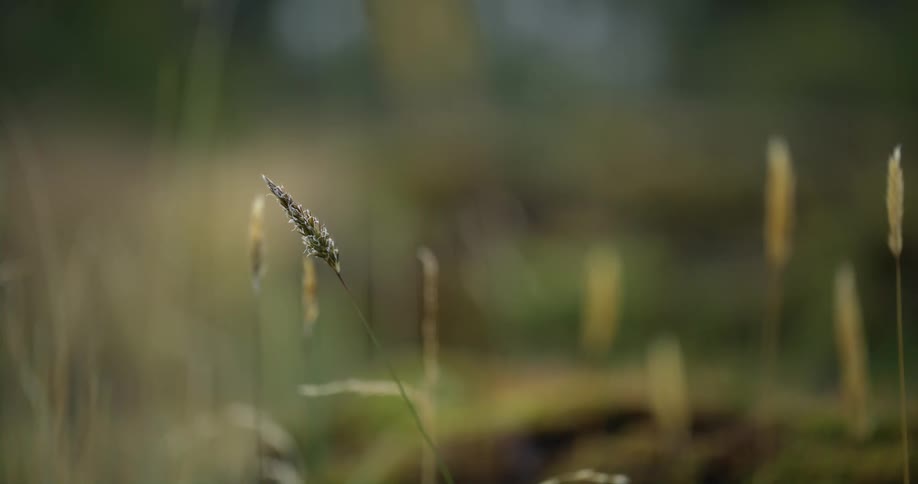 Reeds hover over tall weeds and grass in a field