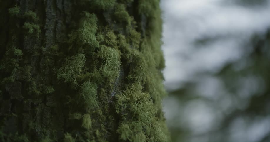 A thick layer of moss covers the outside of a tree trunk in the woods