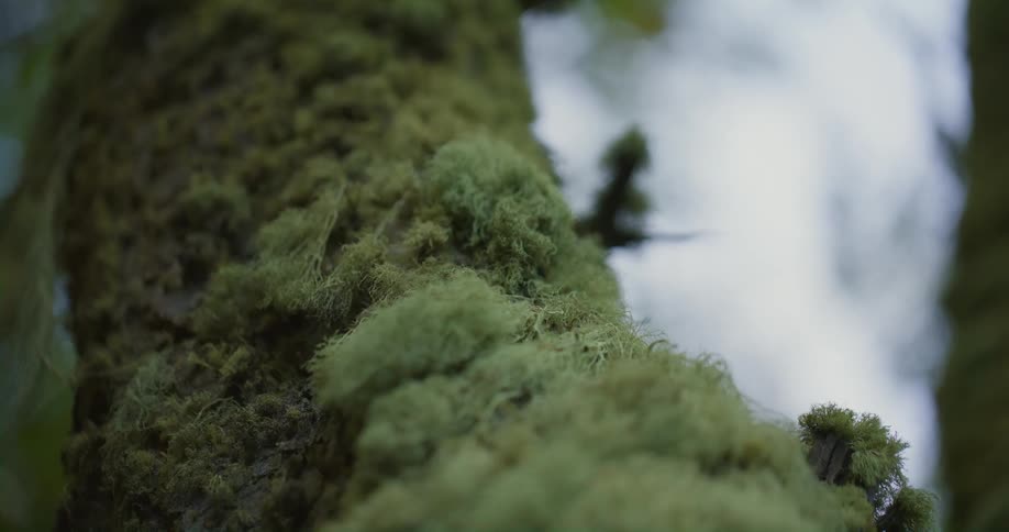 A tree trunk covered in moss in a woodland during the day