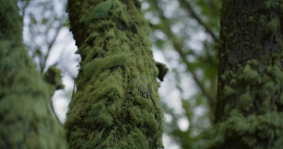 Tress in a forest have moss growing on their trunks