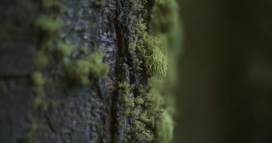 Close up view of moss growing on the bark of a tree