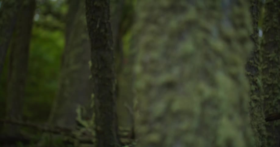Close up focus on the green moss growing over the bark of a tree in the forest