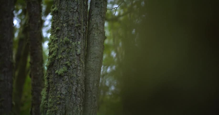 Tress in a forest have moss growing on their trunks