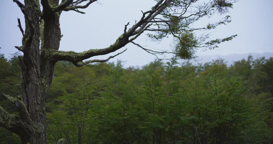 Cottonwood seeds are floating in the air among a forest of trees