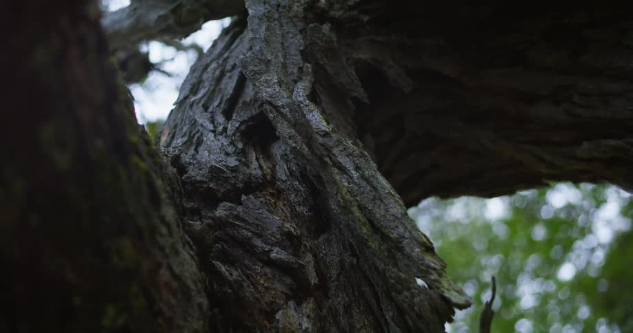 Gnarled rough textured tree stands in woods