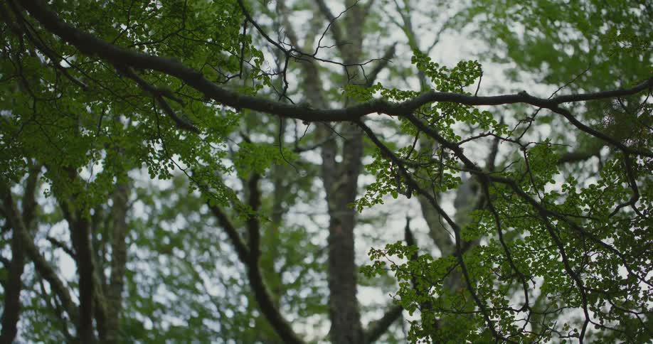 Light from the sky shines through tree branches and leaves in a forest