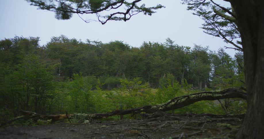 Cottonwood seeds are floating in the air near a forest of trees