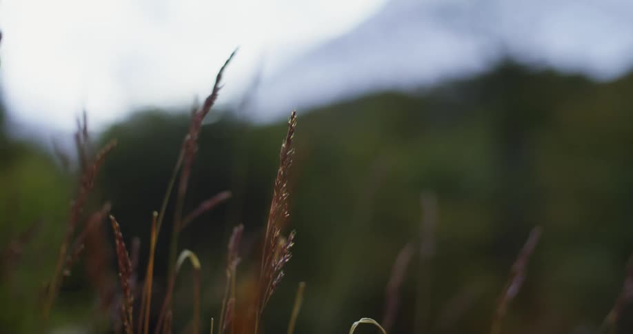 A view of grasses outdoors