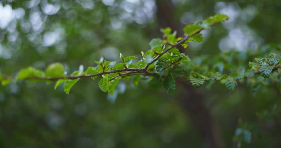 The thin branch on a tree in a woodland during the day