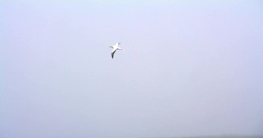 A seagull is flying over the water as waves roll in