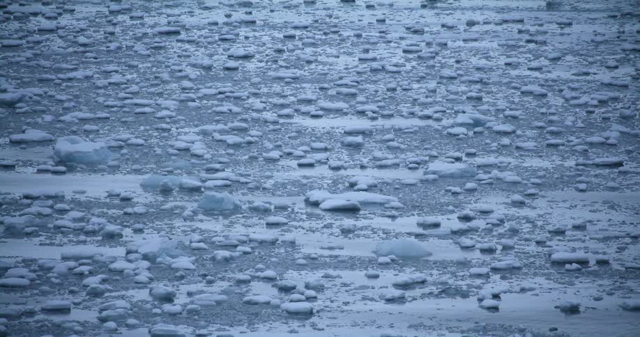 Chunks of ice are bobbing and swaying in ocean water in the arctic