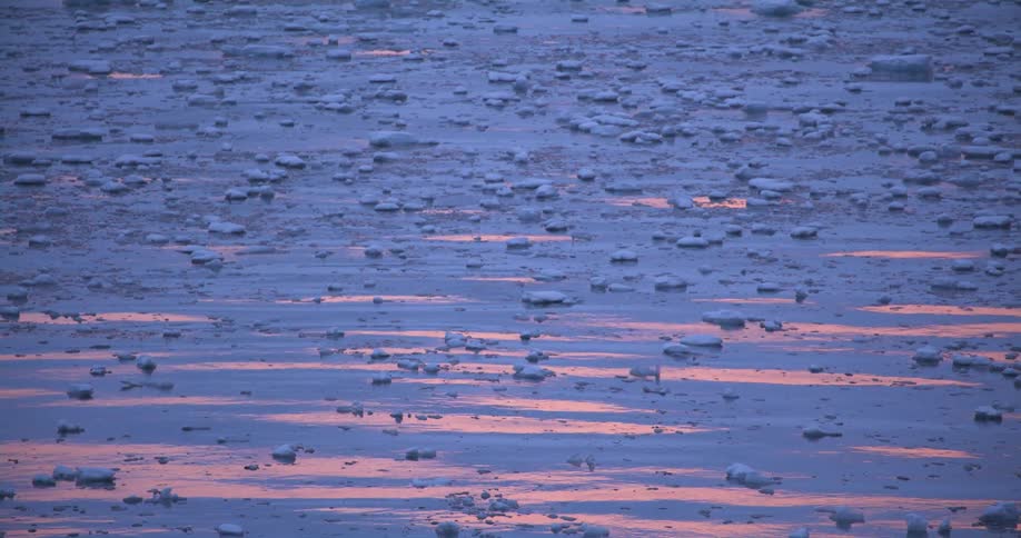Chunks of ice floating on the surface of the water at sunset